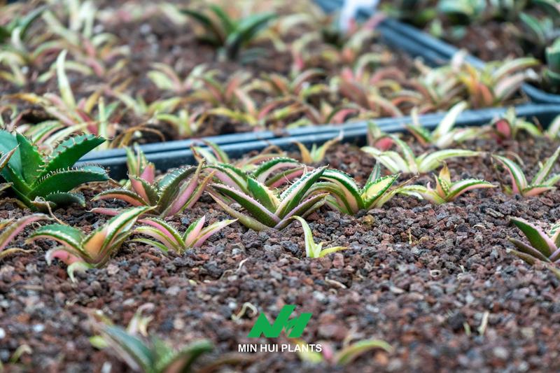 Commercial Agave Production: Why Uniformity, Root Architecture, and Growth Stage Matter More Than Plant Size